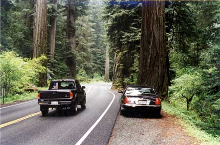 Oregon Redwoods