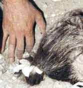 Israeli Achievements